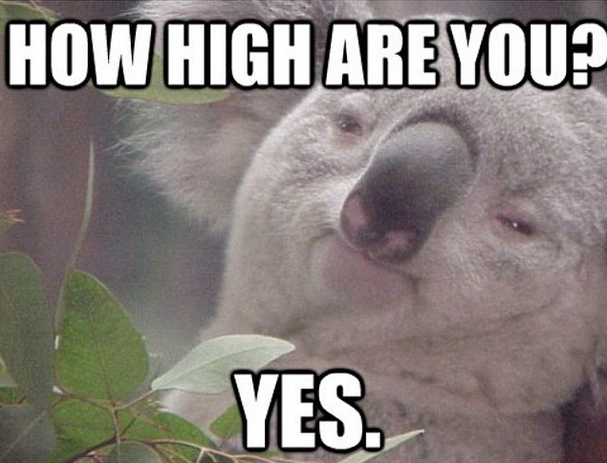 Koala-high-dank-memes