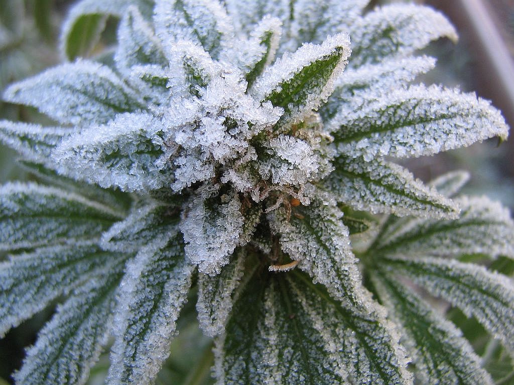 frosty bud, marijuana, weed, dank