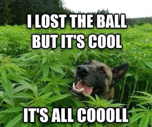 stoner-dog-memes