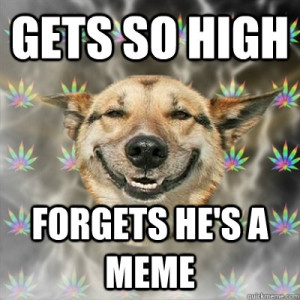 stoner-memes-dog-forgets-hes-a-meme