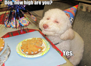 stoner dog yes high