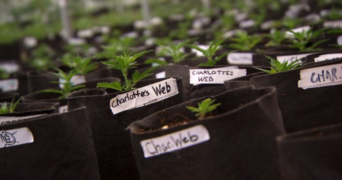 Charlotte's Web Cannabis